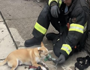 The Firefighter Who Risked Everything for a Chihuahua