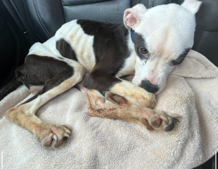 From Bus Stop Bench to Forever Home: She-Ra’s Journey of Survival and Love