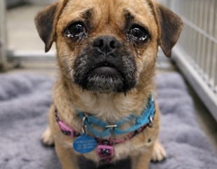 Pug Mix Realizes Her Family Is Leaving Her At The Shelter—But Her Story Didn’t End There