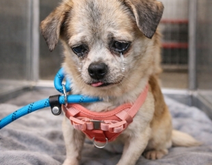 Senior Dog Left Behind Finds Peace, Safety, and Love at Last