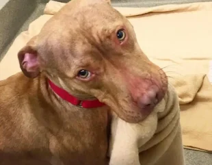 Homeless Pittie Who Faced Endless Rejection Made His Bed to Show He Was Worth Loving